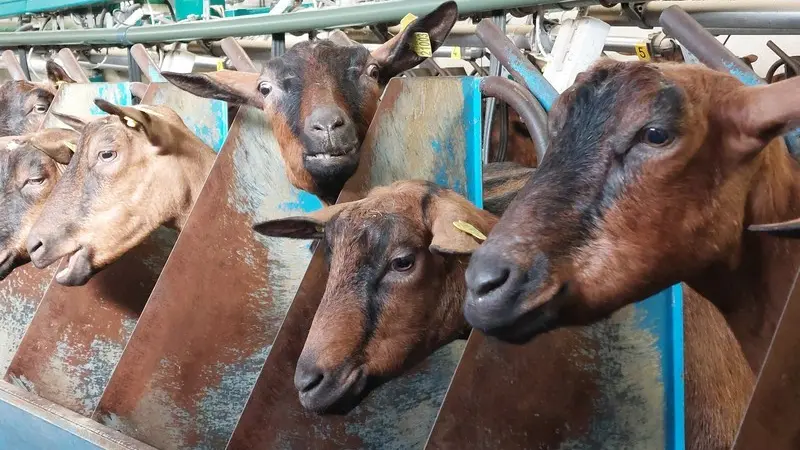 Chèvrerie de Villiersfaux