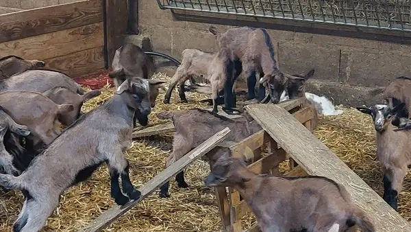 Chèvrerie de Villiersfaux