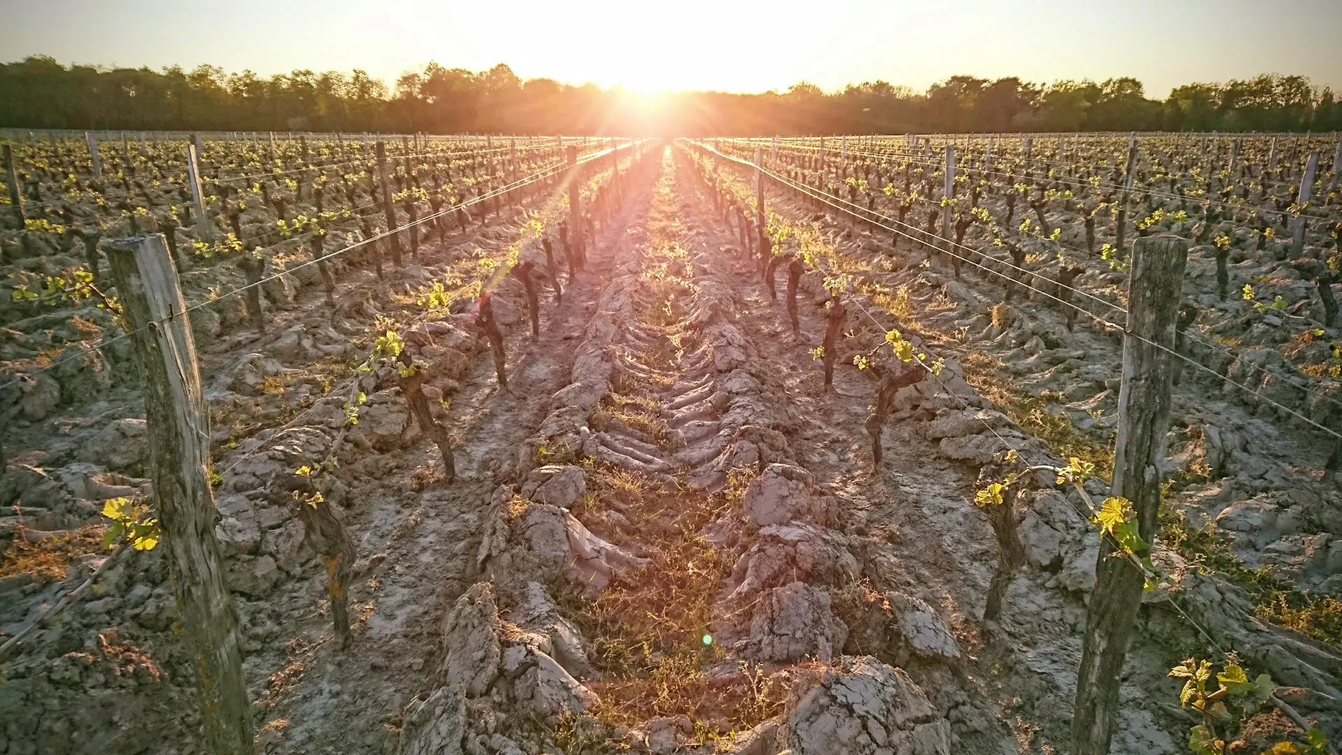 Domaine Jacky Marteau