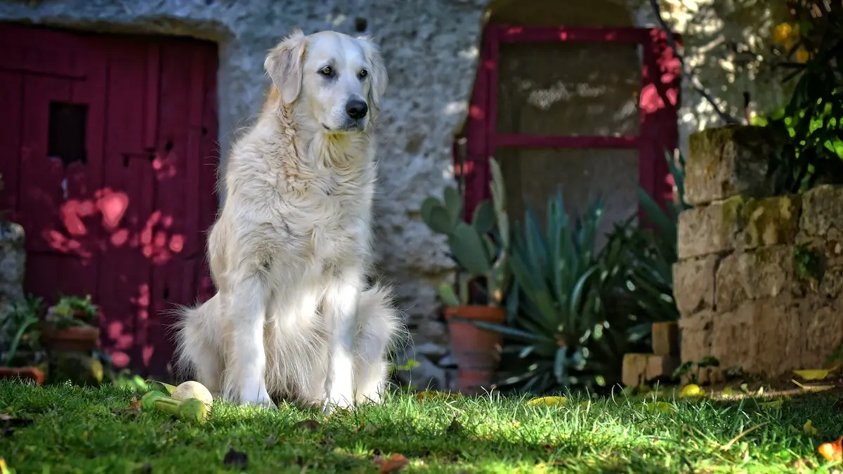 Elska surveille son domaine
