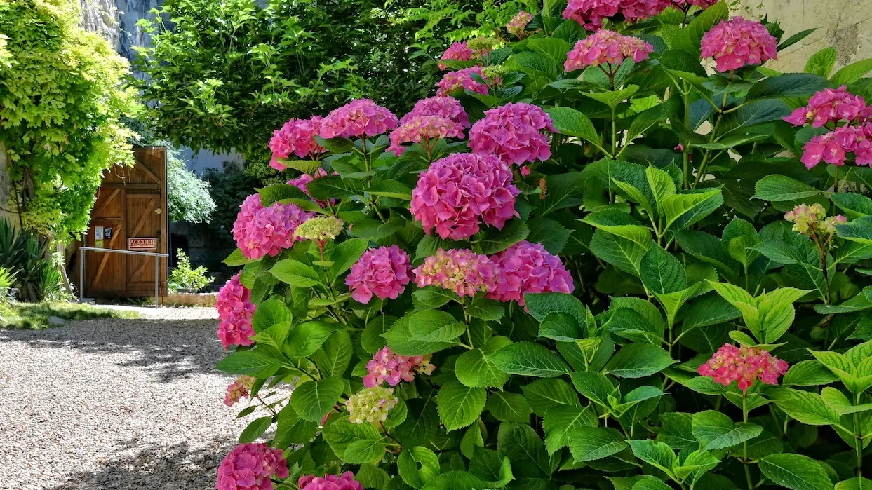 C'est un jardin extraordinaire