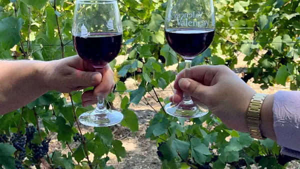 Dégustation dans les vignes