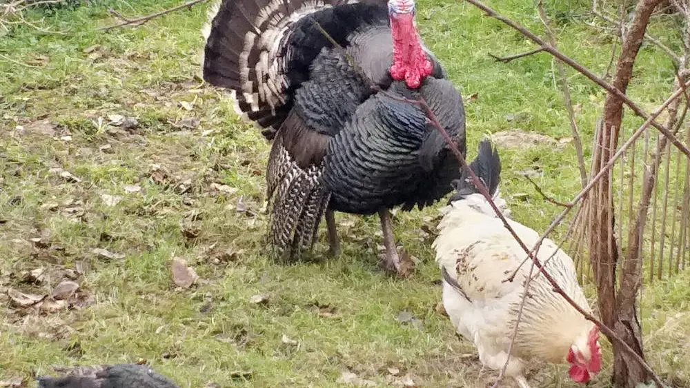 Dindon - Ferme de la Lionnière