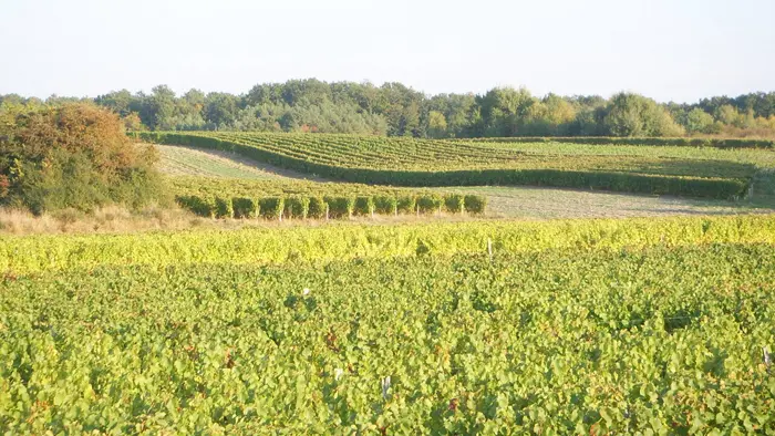 Domaine de la Renne - Saint-Romain-sur-Cher