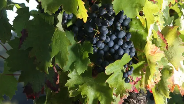 Domaine-des-Pierrettes-Rilly-sur-Loire-2