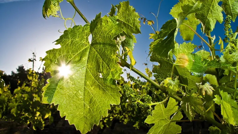 Domaine-des-Pierrettes-Rilly-sur-Loire-4