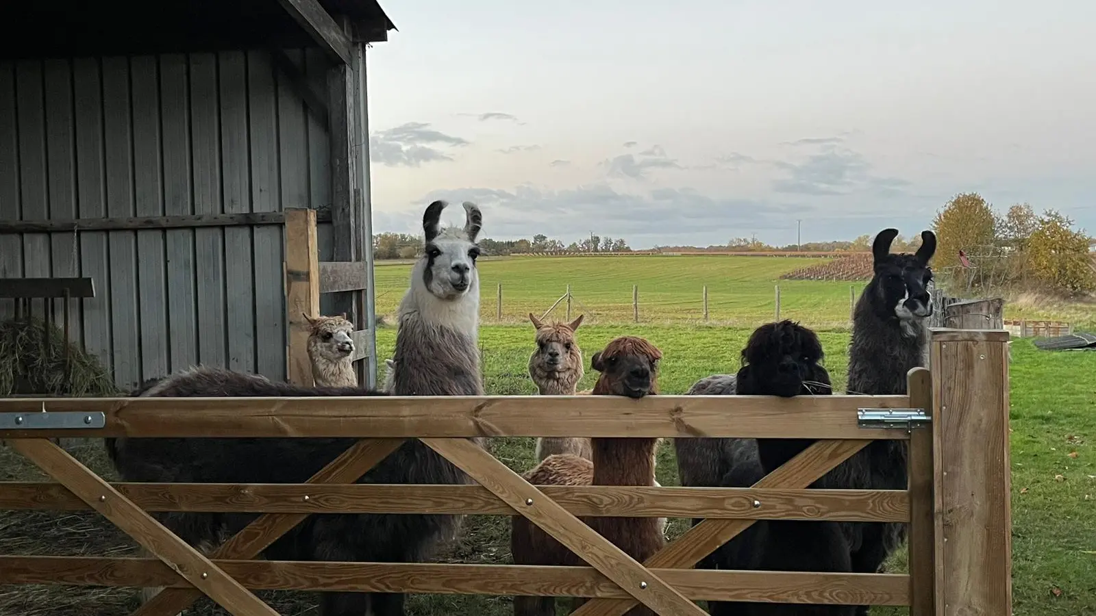 Lamas et Alpagas - Lama Émoi