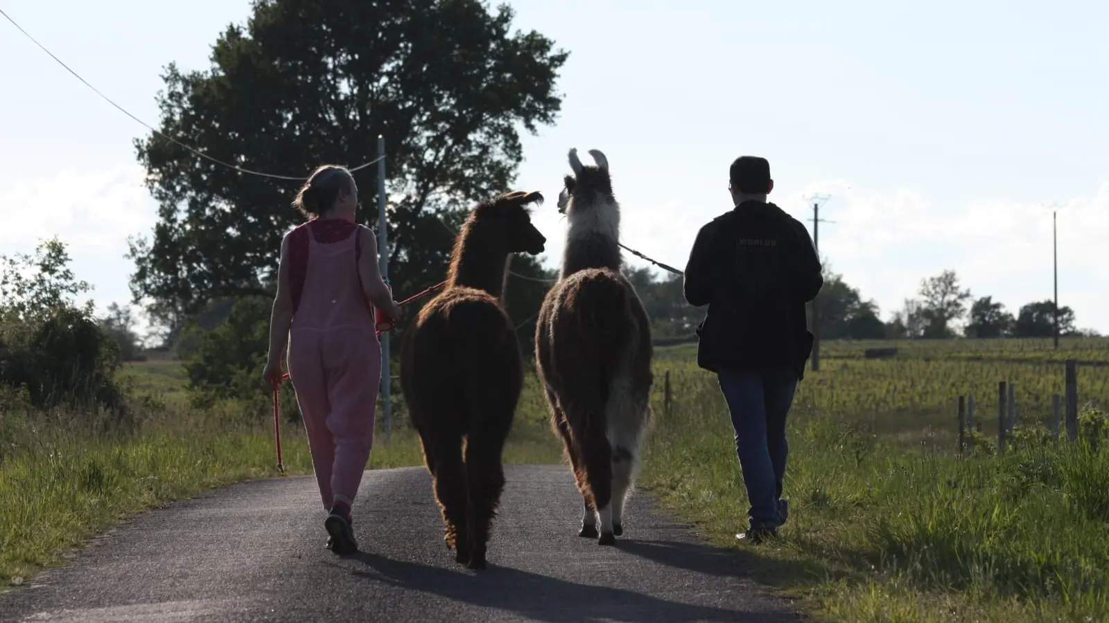 Balade dégustation de vin avec les lamas
