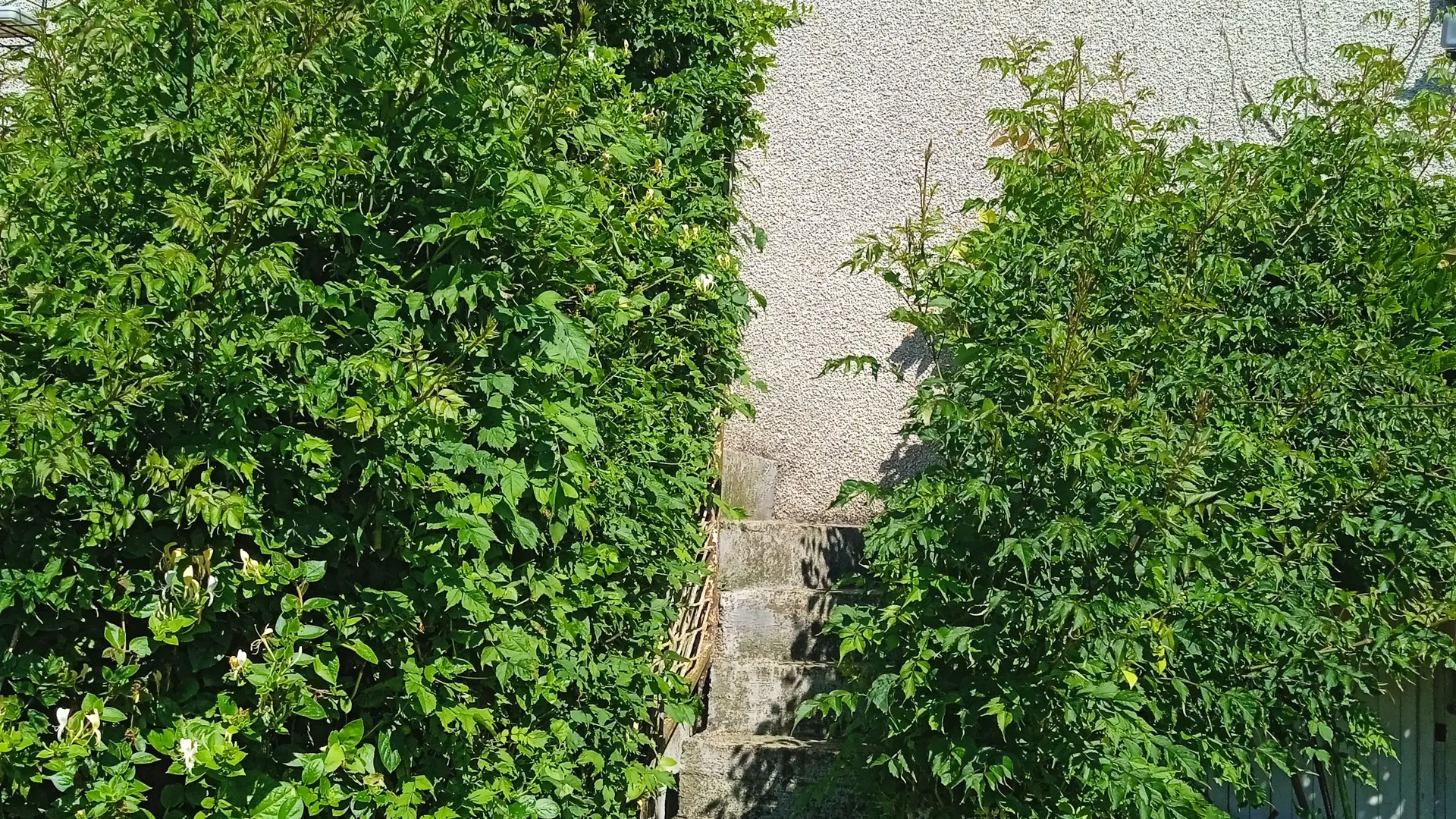 IMG_20240625_105201_1