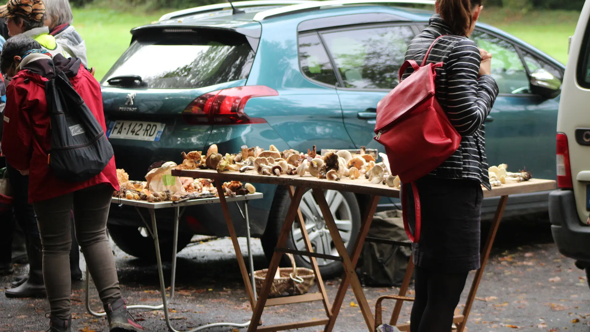 Sortie champignons
