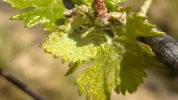 Domaine du Four à Chaux