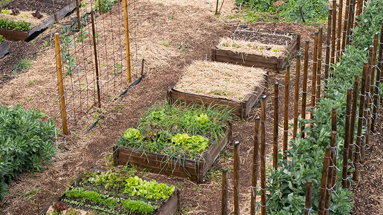 Potager-3-Chemins-St-Aignan-Vallee-du-Cher-Loir-et-Cher