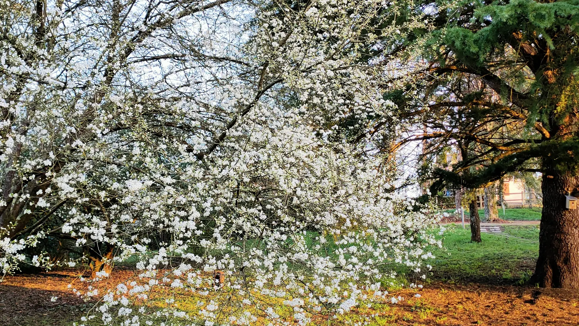 printemps chez Morphoses