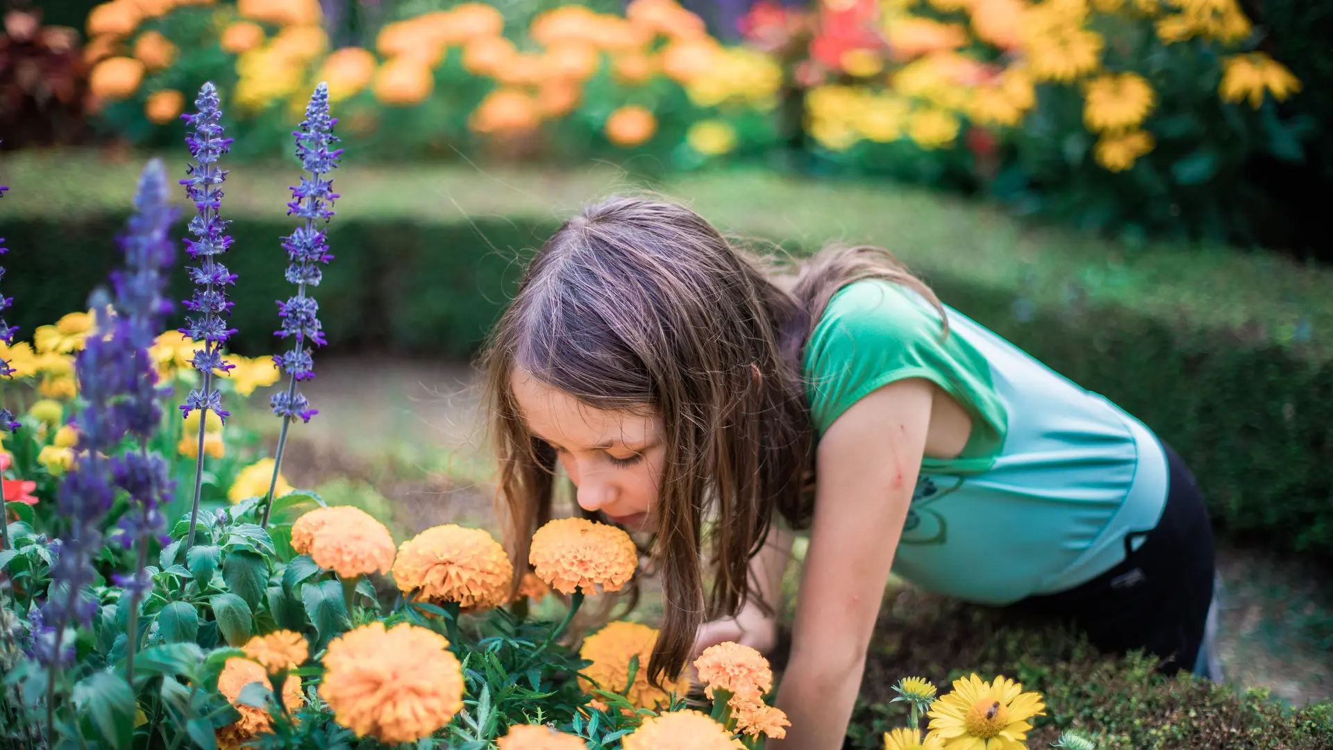 Jardin à la française