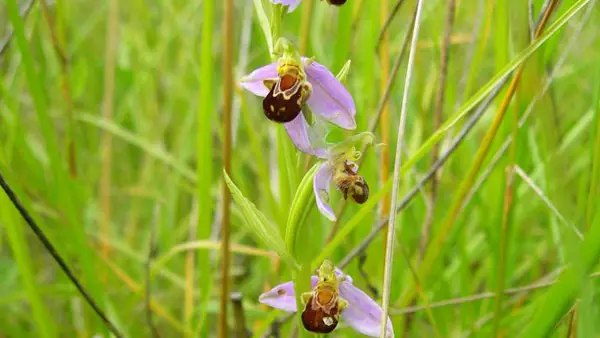 Les-Grouais-de-Chicheray©Dumas-CDPNE