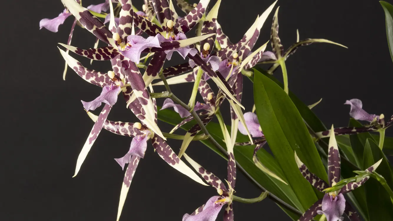 Miltassia Petit Pierre 002 Web
