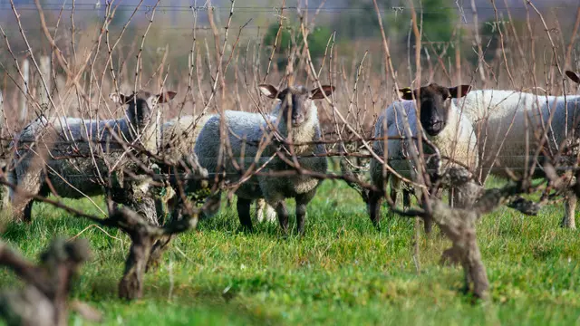 Les moutons du Clos Roussely