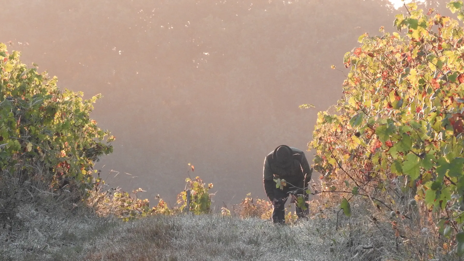 vendanges