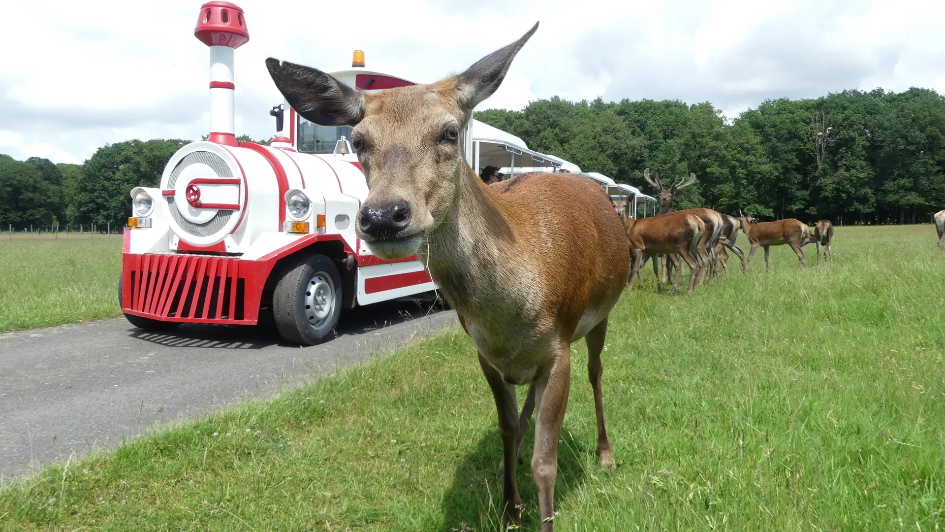 Réserve de Beaumarchais, Autrèche - Biche