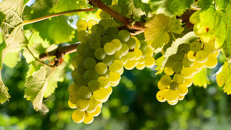 Photo - Domaine du Pré Baron