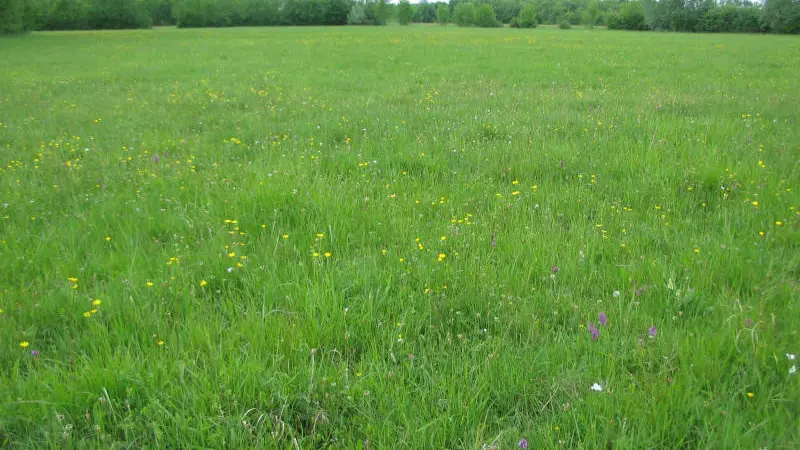 Prairie-du-Fouzon-couffy©Manuella-Verite