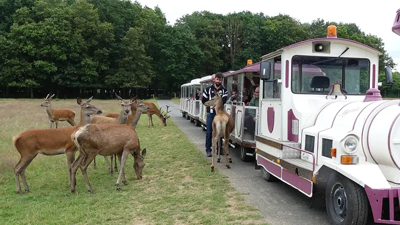 Réserve de Beaumarchais, Autrèche - Cerfs et biches