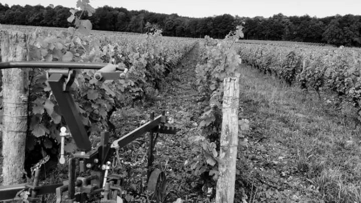 La vigne centenaire Trotte putain