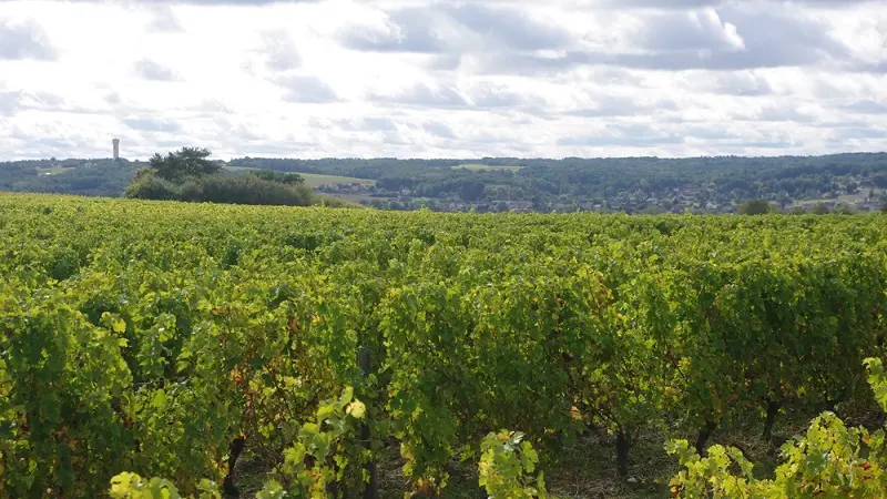 Vignoble