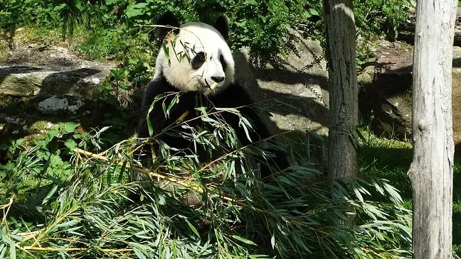 ZooParc-de-Beauval