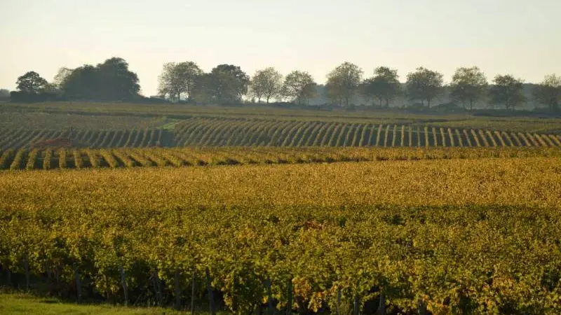 Cave de Vouvray - Le vignoble sur le coteau nord de la Loire - France