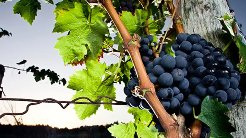 domaine des pierrettes