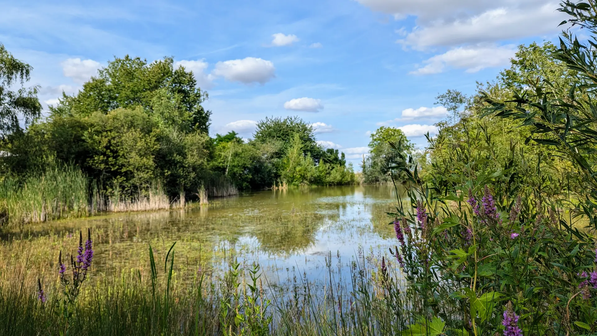 étang l'été 24