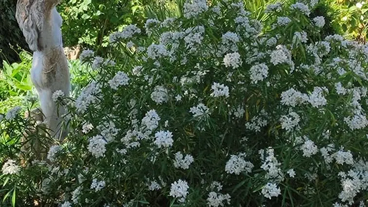 gite de Poulas le jardin