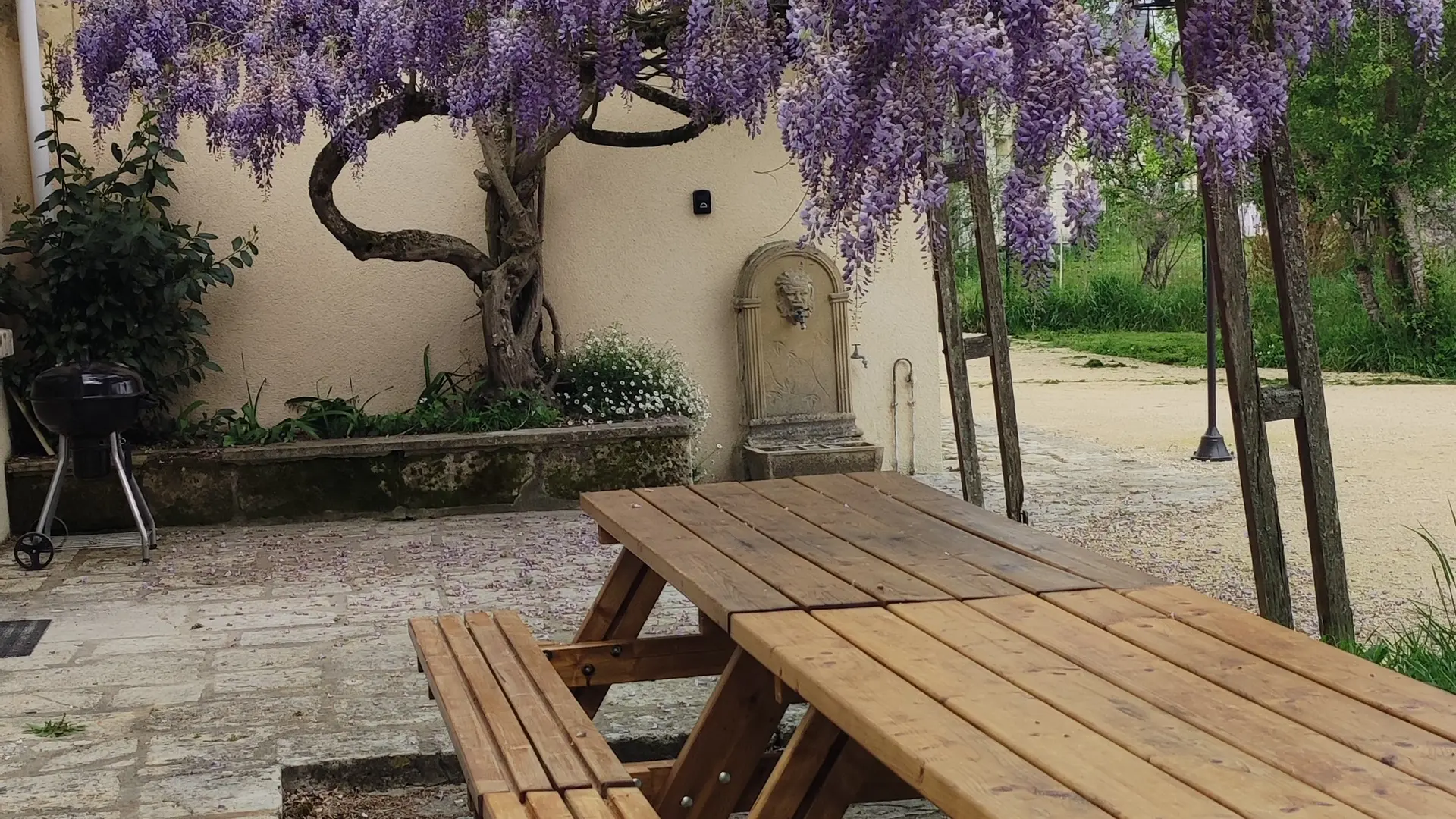 Terasse- Glycine en fleur