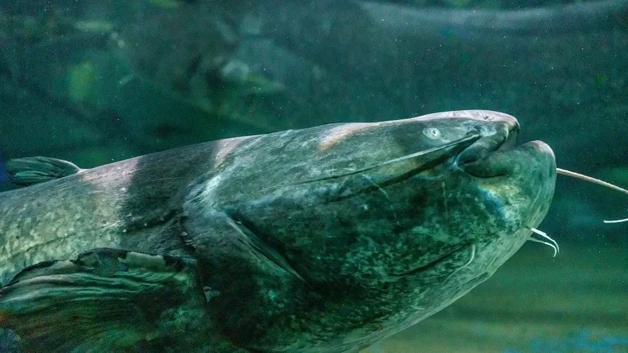Le Grand Aquarium de Touraine