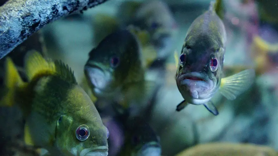 Le Grand Aquarium de Touraine
