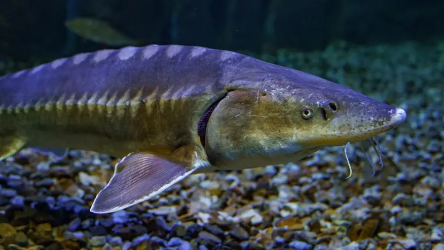 Le Grand Aquarium de Touraine