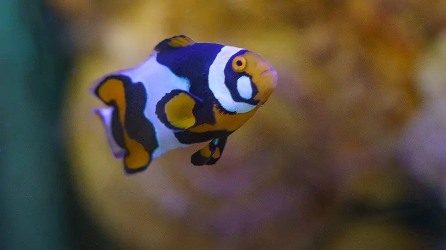 Le Grand Aquarium de Touraine