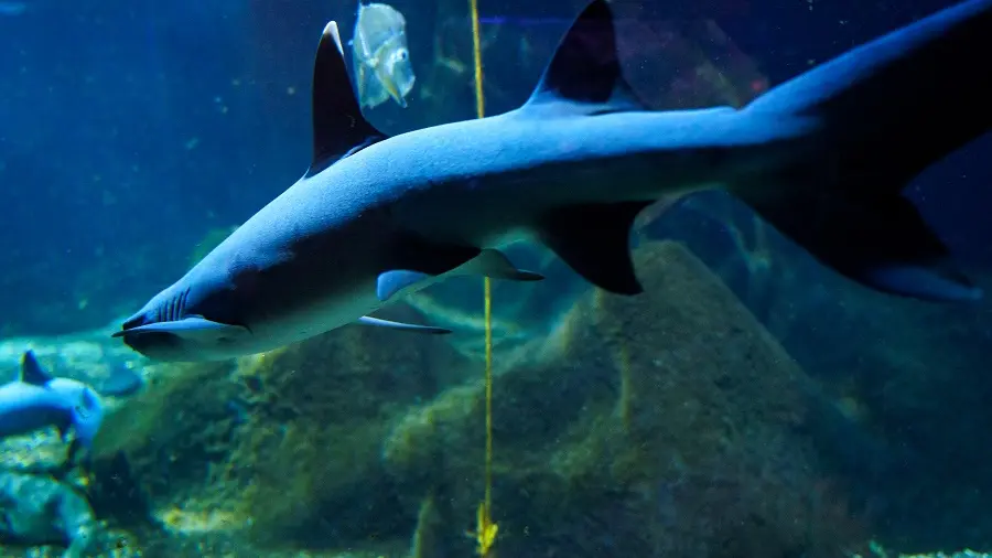 Le Grand Aquarium de Touraine