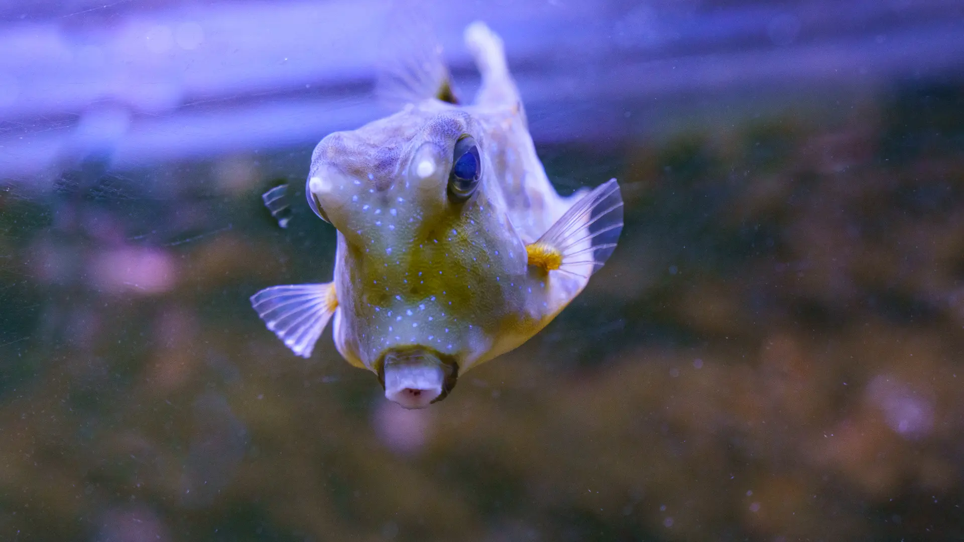 Le Grand Aquarium de Touraine