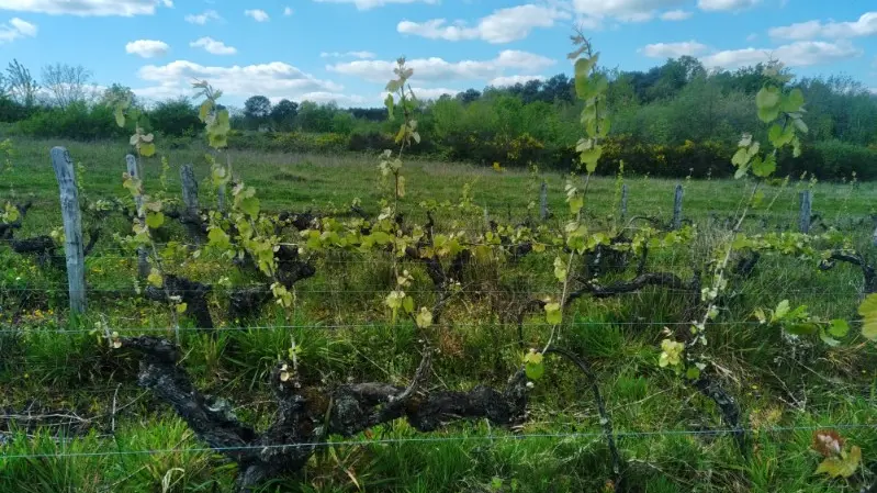 Vignes centenaires
