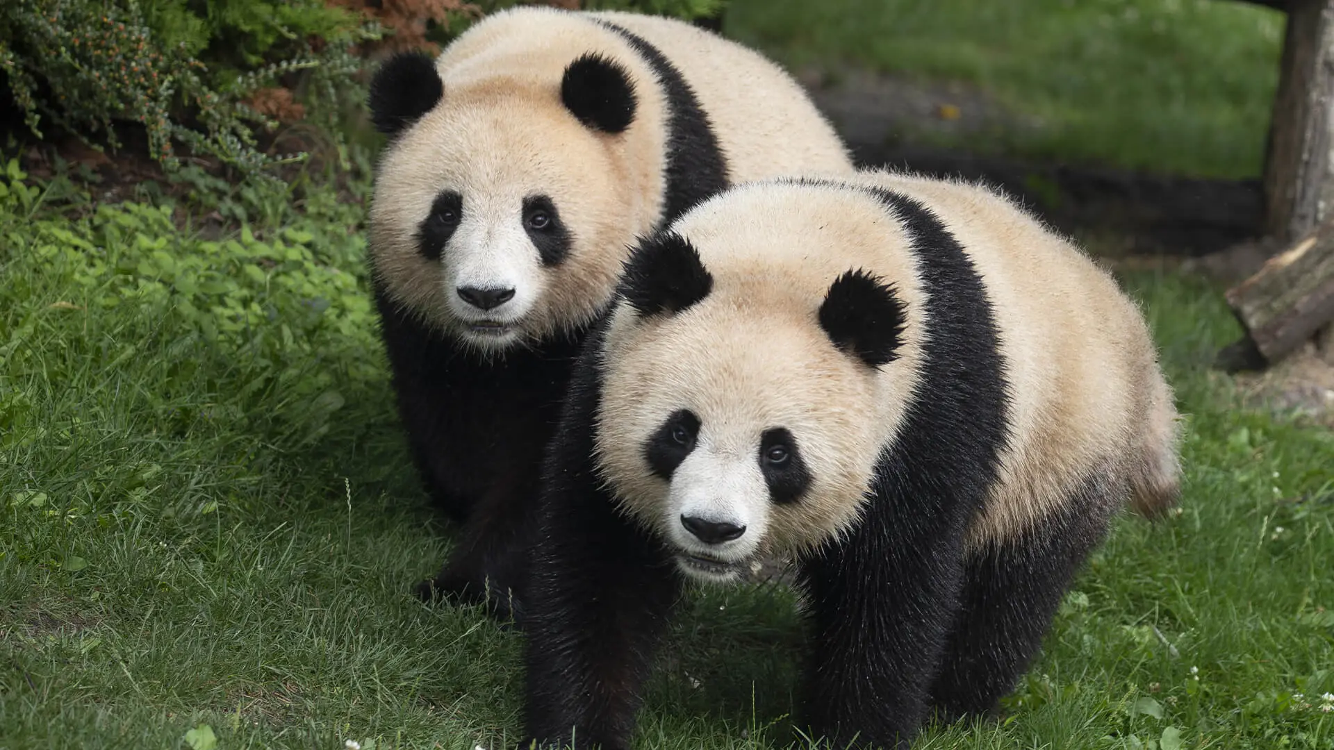 jumelles_panda_122024