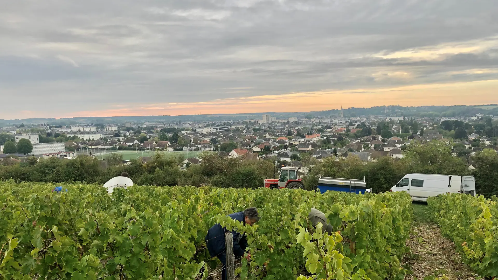 vendanges Les Coutis