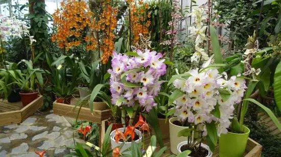 orchidium_fresnes