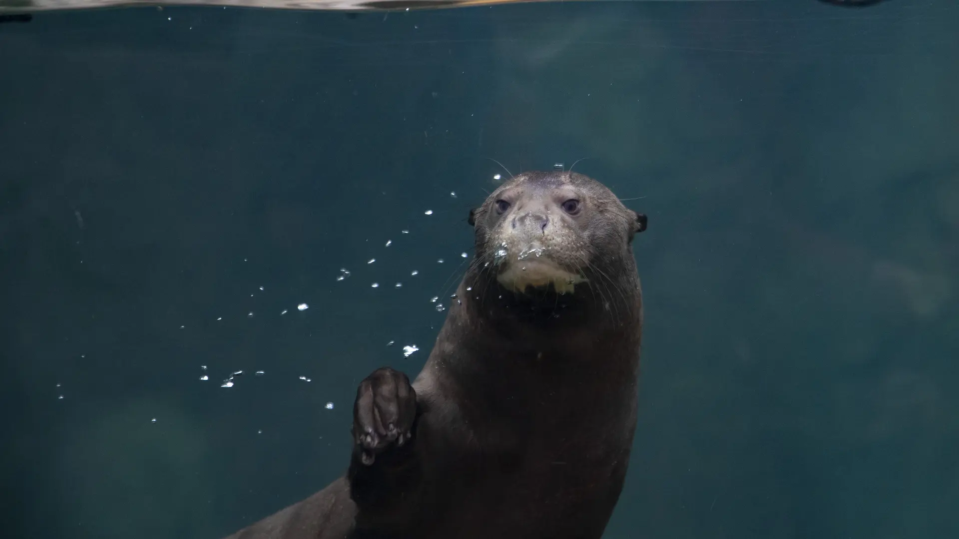 loutre_geante
