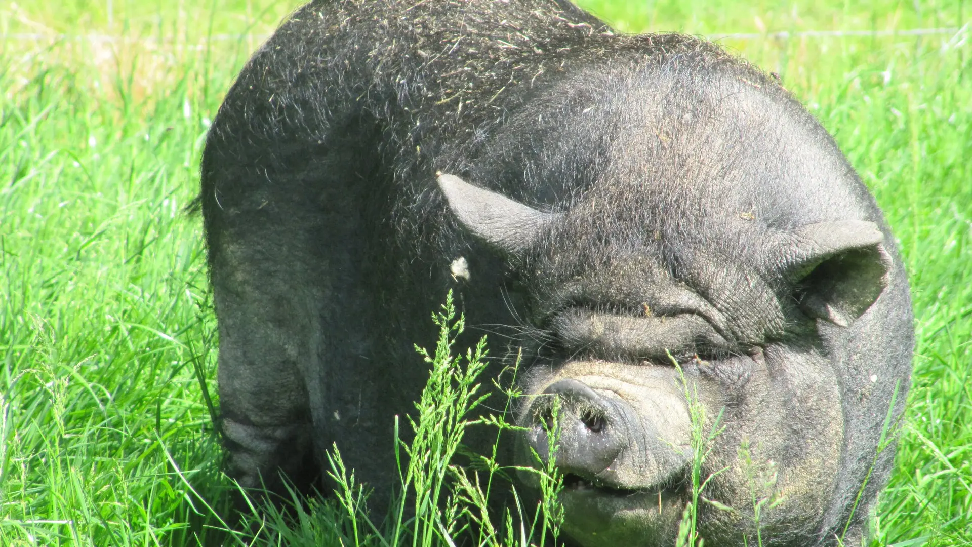 paméla prairie ferme de prunay animaux