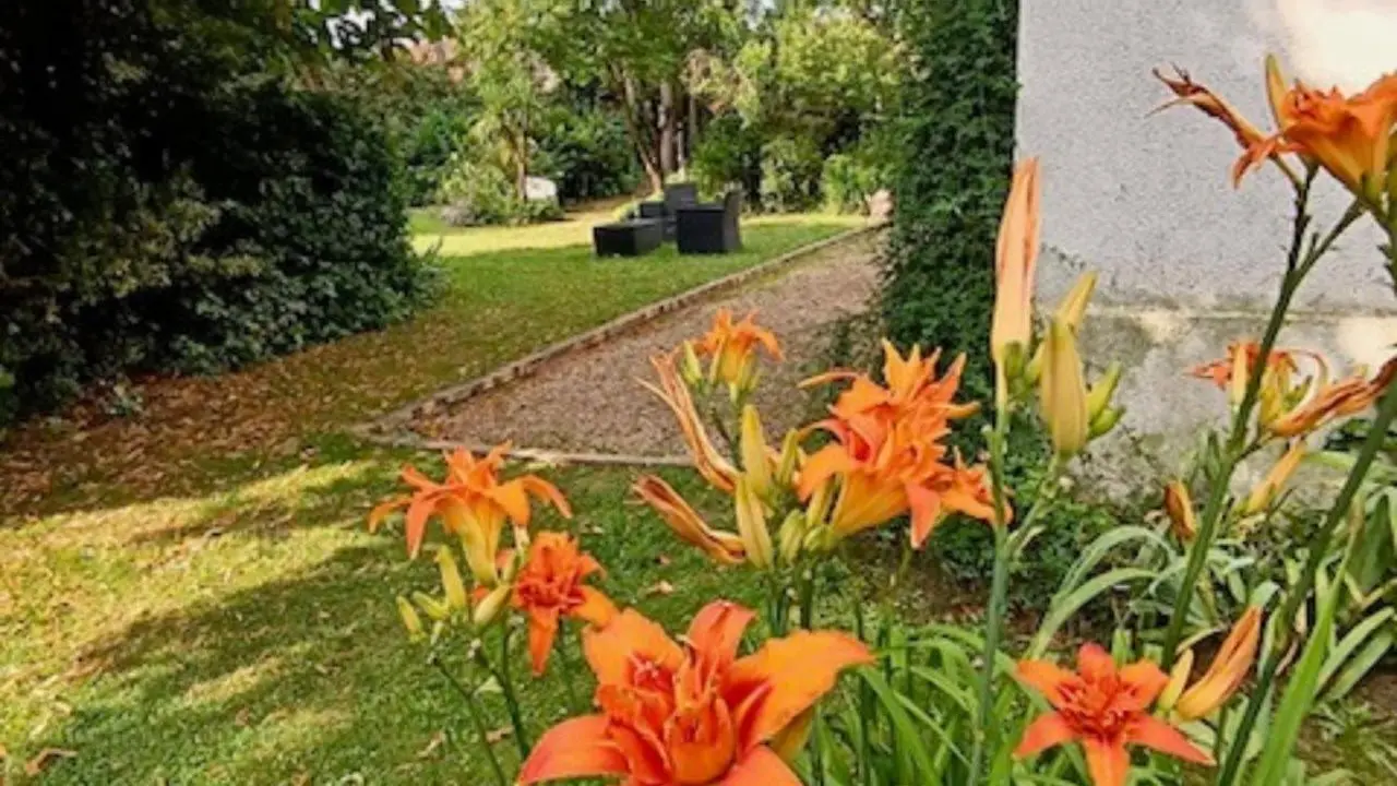 l'été au jardin