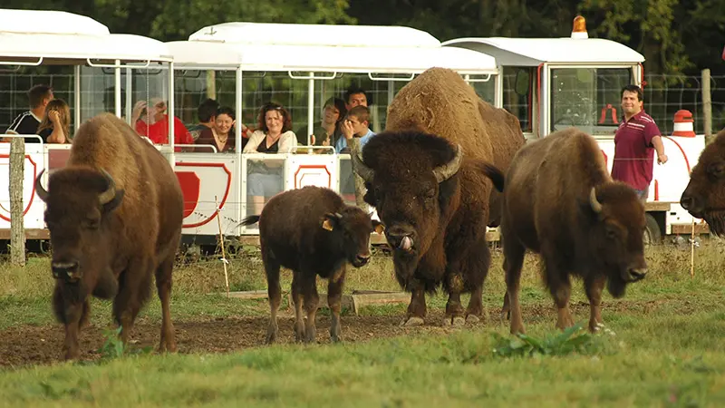 Réserve de Beaumarchais, Autrèche - Bisons d'Amérique