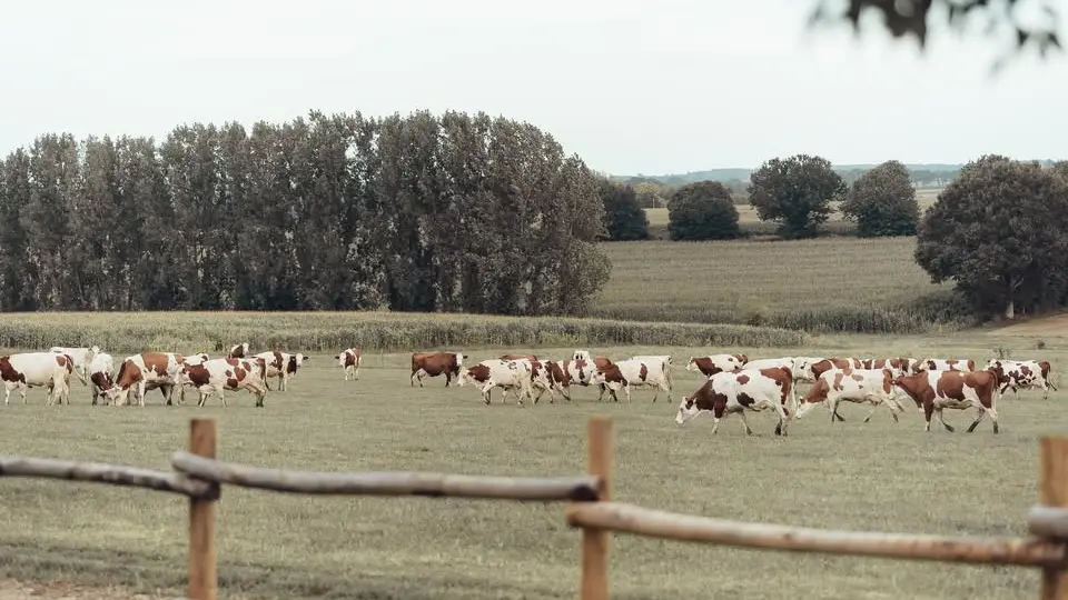 469027925_122178325238176897_1946626219851349899_n