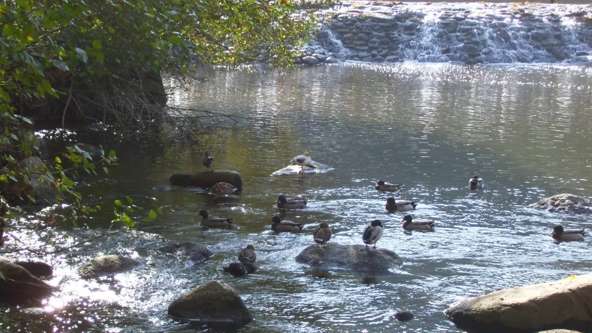 253653 - La Sèvre Nantaise